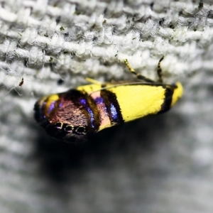 Eupselia satrapella and similar species at O'Connor, ACT - 24 Nov 2017