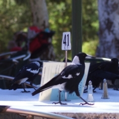Gymnorhina tibicen (Australian Magpie) at ANBG - 3 Mar 2010 by KMcCue