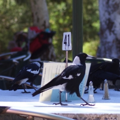 Gymnorhina tibicen (Australian Magpie) at Canberra Central, ACT - 3 Mar 2010 by KMcCue