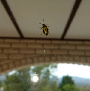 Xanthogaleruca luteola at Fadden, ACT - 27 Jan 2018 04:02 PM