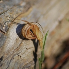 Diplodium sp. (A Greenhood) at QPRC LGA - 3 Apr 2011 by natureguy