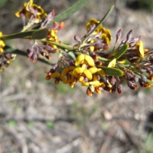 Daviesia mimosoides at Wamboin, NSW - 19 Oct 2014