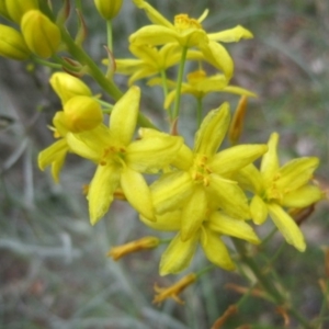 Bulbine glauca at Wamboin, NSW - 23 Oct 2014 04:26 PM