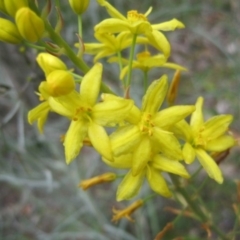 Bulbine glauca (Rock Lily) at Wamboin, NSW - 23 Oct 2014 by natureguy