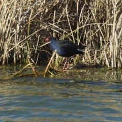 Porphyrio melanotus (Australasian Swamphen) at Belconnen, ACT - 8 Aug 2010 by KMcCue