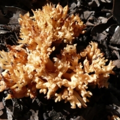 Ramaria sp. (A Coral fungus) at Wamboin, NSW - 24 Jul 2010 by natureguy