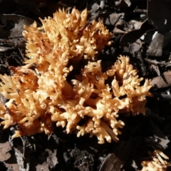 Ramaria sp. at Wamboin, NSW - 24 Jul 2010