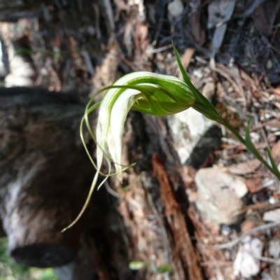 Diplodium ampliatum (Large Autumn Greenhood) at Wamboin, NSW - 13 Mar 2011 by natureguy