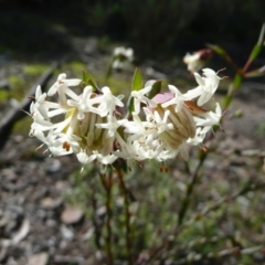 Pimelea linifolia subsp. linifolia (Queen of the Bush, Slender Rice-flower) at QPRC LGA - 24 Jul 2010 by natureguy