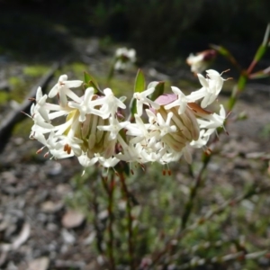 Pimelea linifolia subsp. linifolia at Wamboin, NSW - 24 Jul 2010 01:20 PM