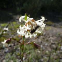 Pimelea linifolia subsp. linifolia at Wamboin, NSW - 24 Jul 2010 01:20 PM