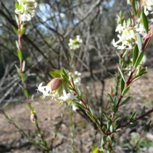 Pimelea linifolia subsp. linifolia at Wamboin, NSW - 24 Jul 2010 01:20 PM