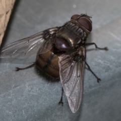 Rutilia sp. (genus) (A Rutilia bristle fly, subgenus unknown) at Higgins, ACT - 27 Jan 2018 by AlisonMilton