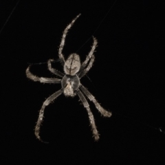 Hortophora transmarina (Garden Orb Weaver) at Higgins, ACT - 27 Jan 2018 by Alison Milton