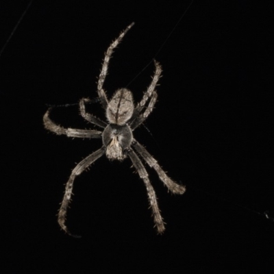 Hortophora transmarina (Garden Orb Weaver) at Higgins, ACT - 27 Jan 2018 by AlisonMilton