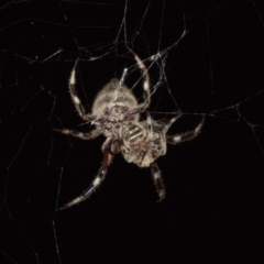 Hortophora transmarina (Garden Orb Weaver) at Higgins, ACT - 27 Jan 2018 by AlisonMilton