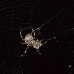 Hortophora transmarina at Higgins, ACT - 27 Jan 2018 10:24 PM