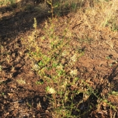 Bursaria spinosa at Garran, ACT - 26 Jan 2018