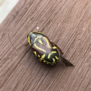 Eupoecila australasiae at Watson, ACT - 28 Jan 2018 10:42 AM