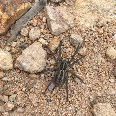 Tasmanicosa godeffroyi (Garden Wolf Spider) at Mount Taylor - 27 Jan 2018 by Cathy_Katie
