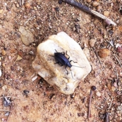 Homotrysis cisteloides (Darkling beetle) at Hughes, ACT - 14 Oct 2017 by ruthkerruish