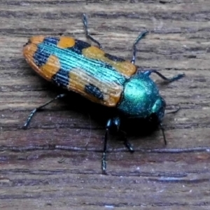 Castiarina scalaris at Fadden, ACT - 26 Dec 2017 05:49 PM