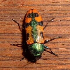 Castiarina scalaris at Fadden, ACT - 26 Dec 2017 05:49 PM