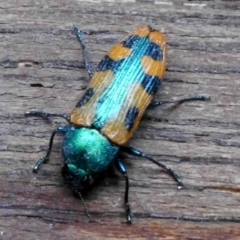 Castiarina scalaris at Fadden, ACT - 26 Dec 2017 05:49 PM