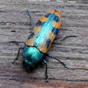 Castiarina scalaris at Fadden, ACT - 26 Dec 2017