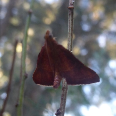 Endotricha pyrosalis (A Pyralid moth (Endotrichinae) at Flynn, ACT - 26 Jan 2018 by Christine