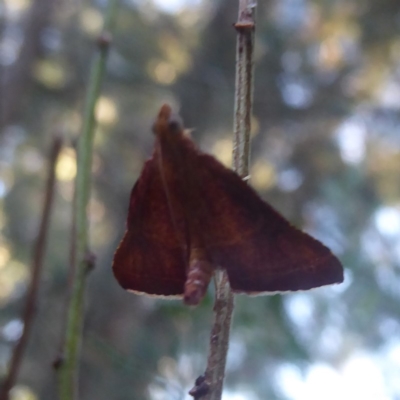 Endotricha pyrosalis (A Pyralid moth) at Flynn, ACT - 25 Jan 2018 by Christine