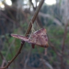 Endotricha pyrosalis at Flynn, ACT - 26 Jan 2018 07:19 AM