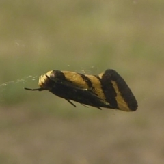 Olbonoma triptycha (Chezela Group) at Holt, ACT - 26 Jan 2018 by Christine