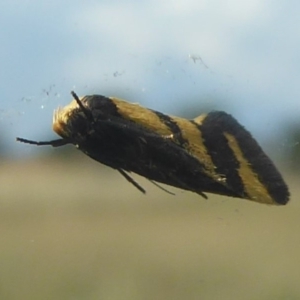 Olbonoma triptycha at Holt, ACT - 26 Jan 2018