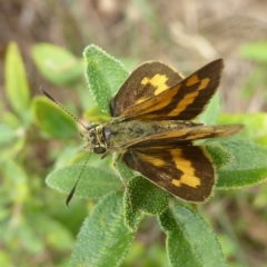 Ocybadistes walkeri (Green Grass-dart) at Flynn, ACT - 27 Jan 2018 by Christine