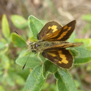 Ocybadistes walkeri at Flynn, ACT - 28 Jan 2018 10:25 AM