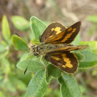 Ocybadistes walkeri (Green Grass-dart) at Flynn, ACT - 27 Jan 2018 by Christine