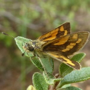 Ocybadistes walkeri at Flynn, ACT - 28 Jan 2018 10:25 AM