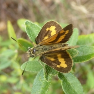 Ocybadistes walkeri at Flynn, ACT - 28 Jan 2018 10:25 AM