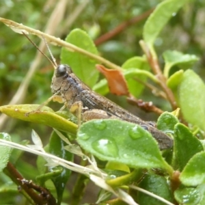 Phaulacridium vittatum at Flynn, ACT - 28 Jan 2018 10:27 AM