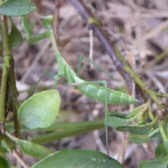 Pseudomantis albofimbriata (False garden mantis) at Flynn, ACT - 27 Jan 2018 by Christine