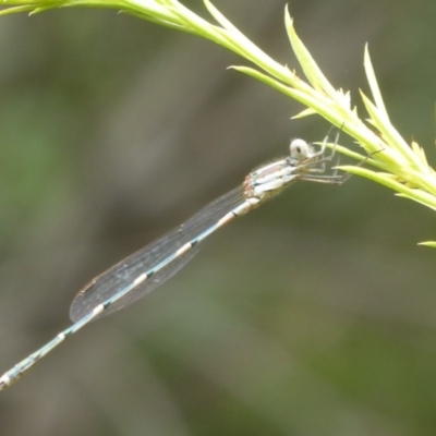 Austrolestes leda (Wandering Ringtail) at Flynn, ACT - 27 Jan 2018 by Christine