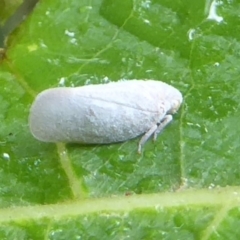 Anzora unicolor (Grey Planthopper) at Flynn, ACT - 27 Jan 2018 by Christine