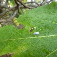 Anzora unicolor at Flynn, ACT - 28 Jan 2018 10:29 AM