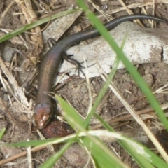 Lampropholis delicata (Delicate Skink) at Flynn, ACT - 27 Jan 2018 by Christine