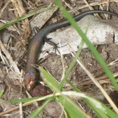 Lampropholis delicata (Delicate Skink) at Flynn, ACT - 27 Jan 2018 by Christine