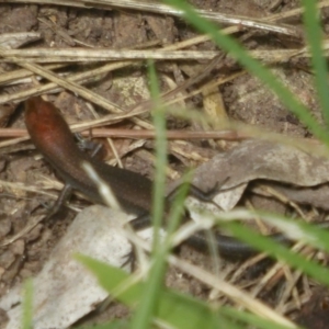 Lampropholis delicata at Flynn, ACT - 28 Jan 2018