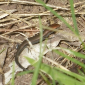 Lampropholis delicata at Flynn, ACT - 28 Jan 2018 10:59 AM