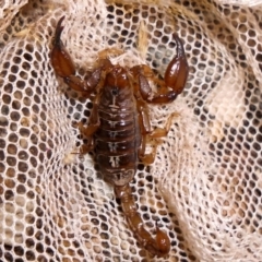 Urodacus manicatus (Black Rock Scorpion) at Fadden, ACT - 13 Jan 2017 by YumiCallaway