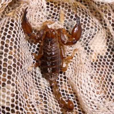 Urodacus manicatus (Black Rock Scorpion) at Wanniassa Hill - 13 Jan 2017 by YumiCallaway